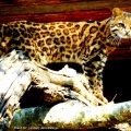 Gato-do-mato-pequeno / <em> Leopardus tigrinus </em>