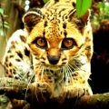 Gato-Maracajá / <em> Leopardus wiedii </em>