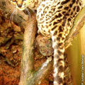 Gato-Maracajá / <em> Leopardus wiedii </em>