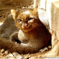 Jaguarundi ou Gato-mourisco / <em> Puma yagouaroundi </em>