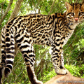 Jaguatirica / <em> Leopardus pardalis </em>