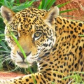Onça-pintada / <em> Panthera onca </em>