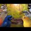 BirdTunes