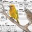 BirdWeather