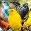 BirdTunes